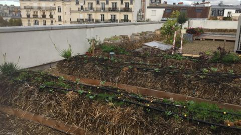30 millions d’euros du Plan de relance de l’économie seront destinés à des projets d’agriculture urbaine ou de jardins partagés. ©P. Fayolle 